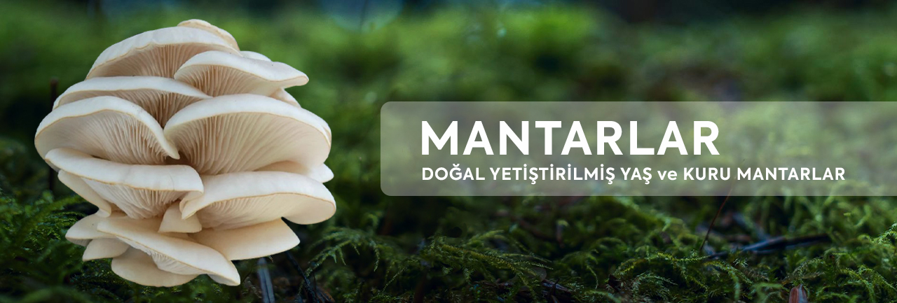 Doğal Yetiştirilmiş Yaş ve Kuru Mantarlar